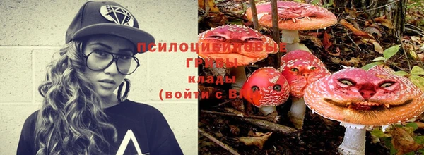 индика Богданович